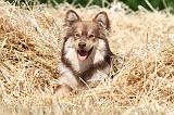 CHIEN FINNOIS DE LAPONIE 527